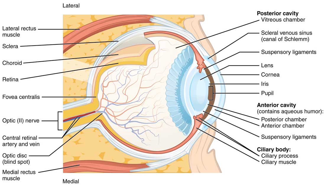Retina  Definition, Anatomy & Function - Video & Lesson